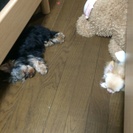 ヨークシャテリア五ヶ月