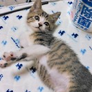 捨て猫ちゃんです。名前はまだありません。