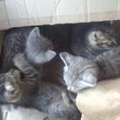捨て猫を発見しました