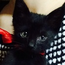 2ヶ月の黒ねこちゃん(^^) 大事に育てて頂ける方募集します。