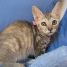 殺処分を免れました　グレー、白、きじ白のかわいい子猫達　１〜２．５ヶ月