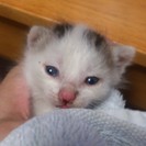 赤ちゃん猫です