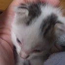 赤ちゃん猫です - 春日部市