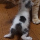 赤ちゃん猫です - 猫