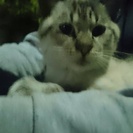 保護猫 里親募集 去勢済み