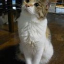 腎不全になったので治療してます。三毛たま5才
