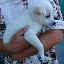 ☆真っ白子犬　男の子　里親募集中☆