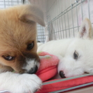 生後１カ月可愛い盛りの雑種の男の子です。