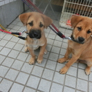 生後５か月の雑種の兄弟です。