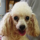 プードル　アプリコットの女の子成犬