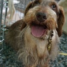 新しい飼い主決まりました。。ミニチュアダックスフンド・ワイヤーへ...
