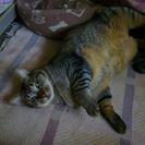 キジ猫オス(去勢済)　約６歳　エイズキャリア　甘えん坊です