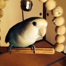 コザクラインコ里親募集