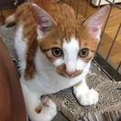 茶トラの可愛い仔猫（５か月）の里親募集！！
