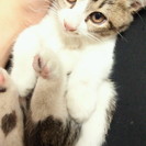 野良猫の赤ちゃん(２か月位）