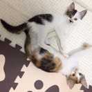 ☆生後3ヶ月くらい・里親さま募集中☆