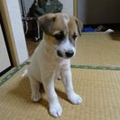 子犬もらってください　＃４