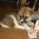 子犬もらってください　＃５の画像