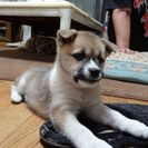子犬もらってください　＃５ - 犬