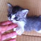 甘えん坊のかわいい子猫。里親さん募集！