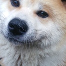秋田犬１歳の男の子です