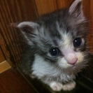 じゃれるの大好きな可愛い子猫です！