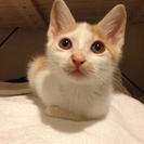 子猫 里親募集