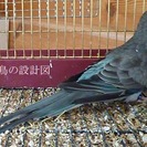 ビセイインコ　メス１羽　オス２羽
