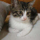 子猫3匹同時里親募集（シマちゃん）