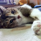 三毛猫２頭