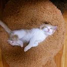 両眼壊死の子猫さんの幸せ探し