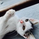 猫の里親募集です