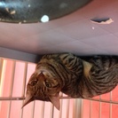 新しい飼い主さんを探してます