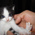 一か月半ぐらいの子猫4匹ひろいまいた。