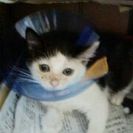 白黒子猫♀の里親さん募集/横浜市神奈川区より