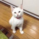 この子のお家を探しています