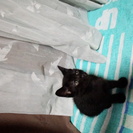 9/12生まれ　黒と茶トラ　メス　トイレ躾済　動物病院受診済み(健康◎） - 猫
