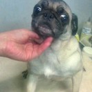 パグの成犬　