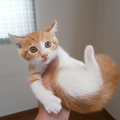 ８月１７日生まれの茶白トラの雌の子です。里親様募集しております。