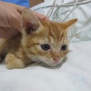 殺処分を免れました　１ヶ月〜２ヶ月の可愛い子猫達（茶トラ、薄三毛...