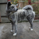 ◎秋田犬　雌　里親様募集◎   里親様が決まりました。 - 宇都宮市