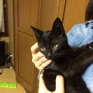 2ヶ月半の黒ちゃんの子猫。オスの兄弟です。