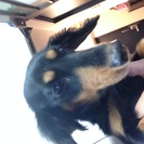 ミニチュアダックス３才　優しい飼い主さん募集です - 犬