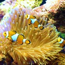 水槽の設置承ります。