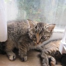 殺処分を免れました　もこふわの可愛い子猫達　１〜３ヶ月