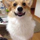 2歳のコーギーを長期預かりしてくれる方探してます。