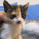 殺処分を免れました　１〜３ヶ月の子猫達　さばとら、さば白、三毛、...