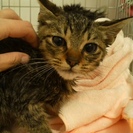子猫の里親さん募集◆キジトラ子猫♂ナリくん - 市川市