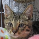 子猫の里親さん募集◆キジトラ子猫♂ナリくん - 里親募集
