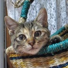 子猫の里親さん募集◆キジトラ子猫♀チカちゃん